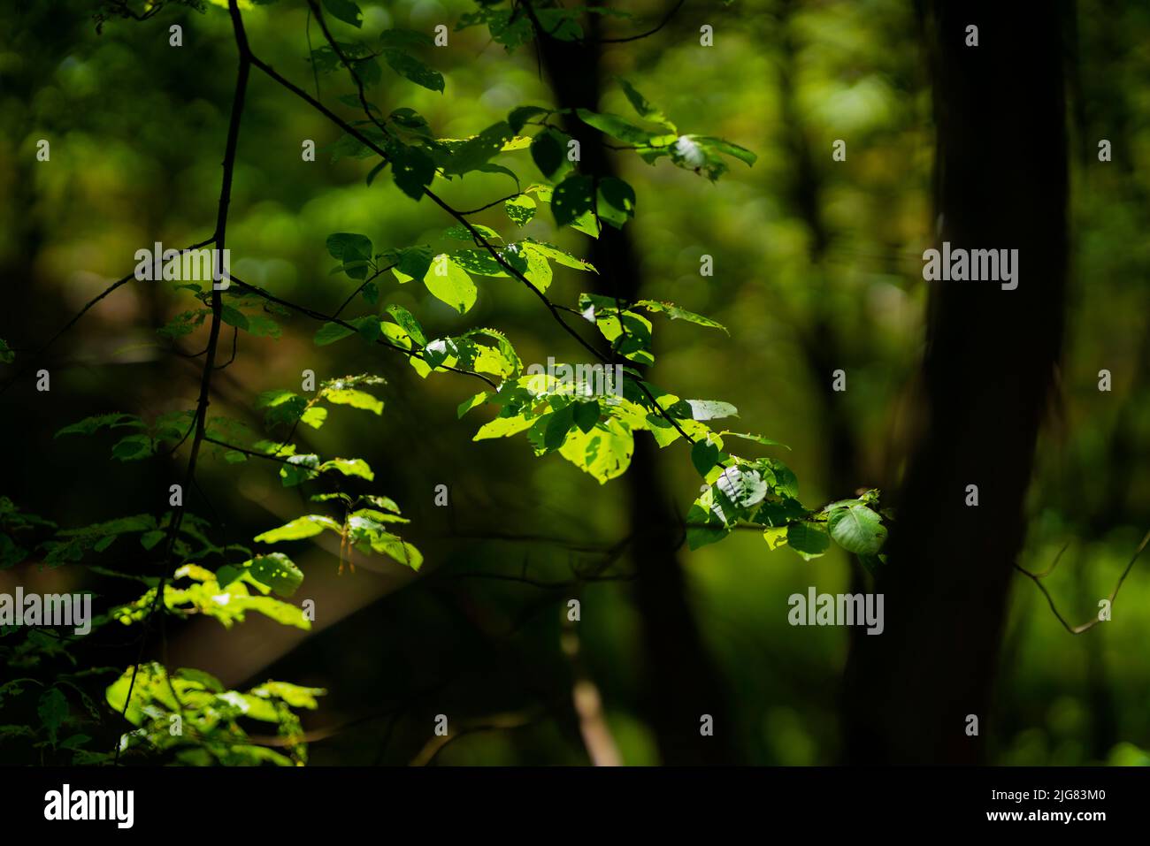 Foglie al sole su un albero nella foresta, profondità di campo poco profonda, bello bokeh morbido Foto Stock
