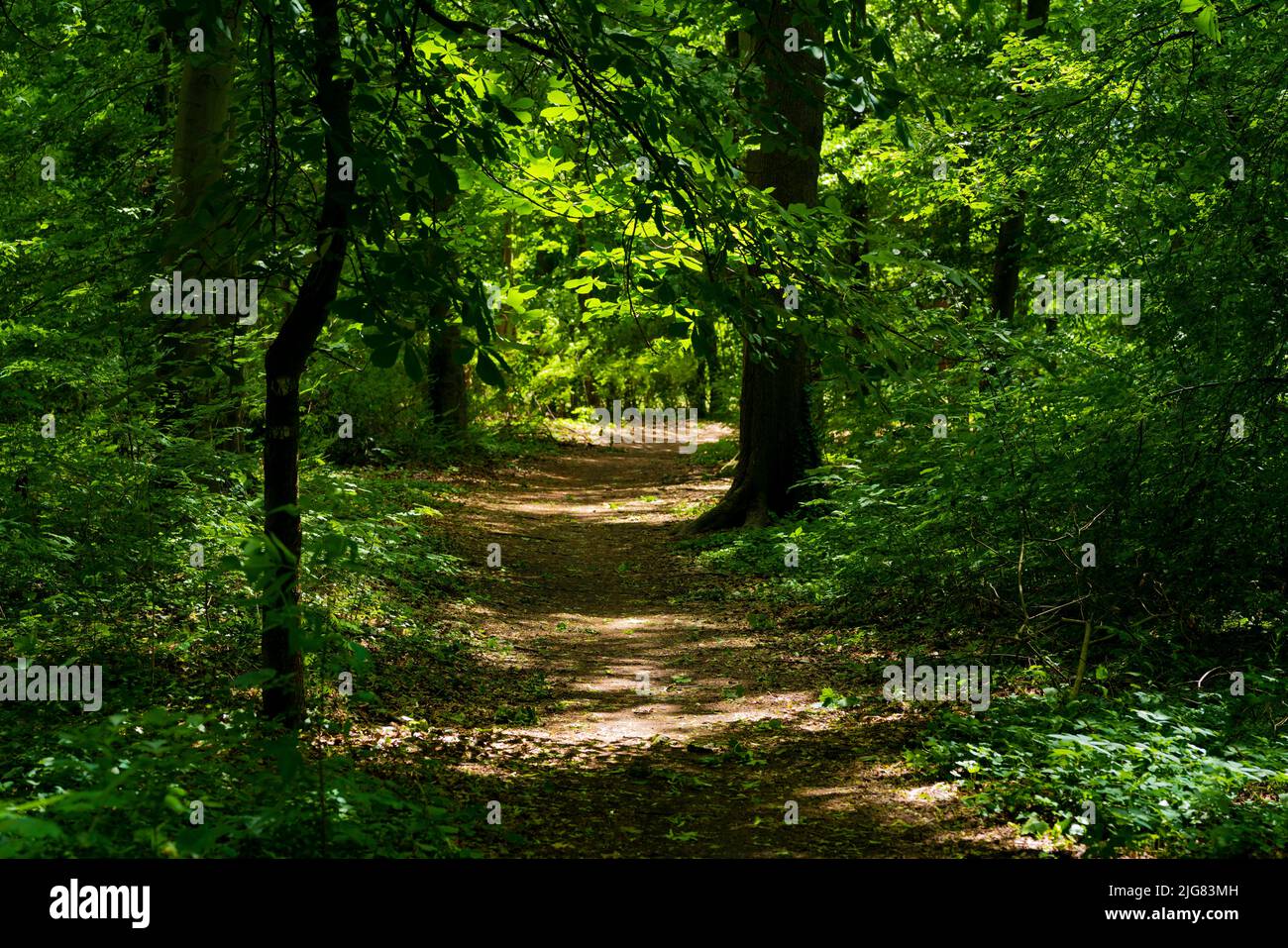 Sentiero forestale per escursioni in estate in Germania Foto Stock
