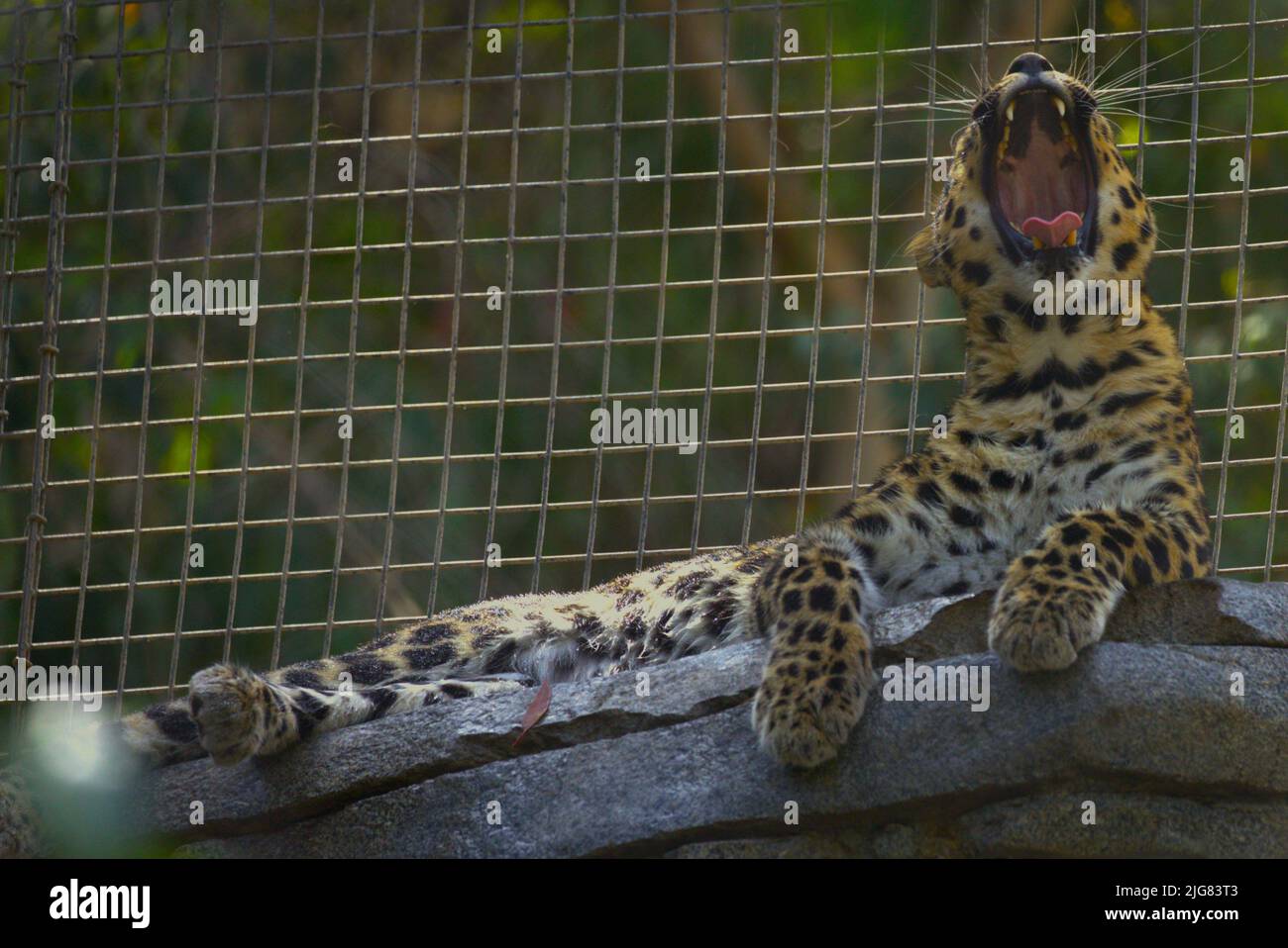 Queste sono le foto che ho catturato allo zoo così come fuori nella natura selvaggia Foto Stock