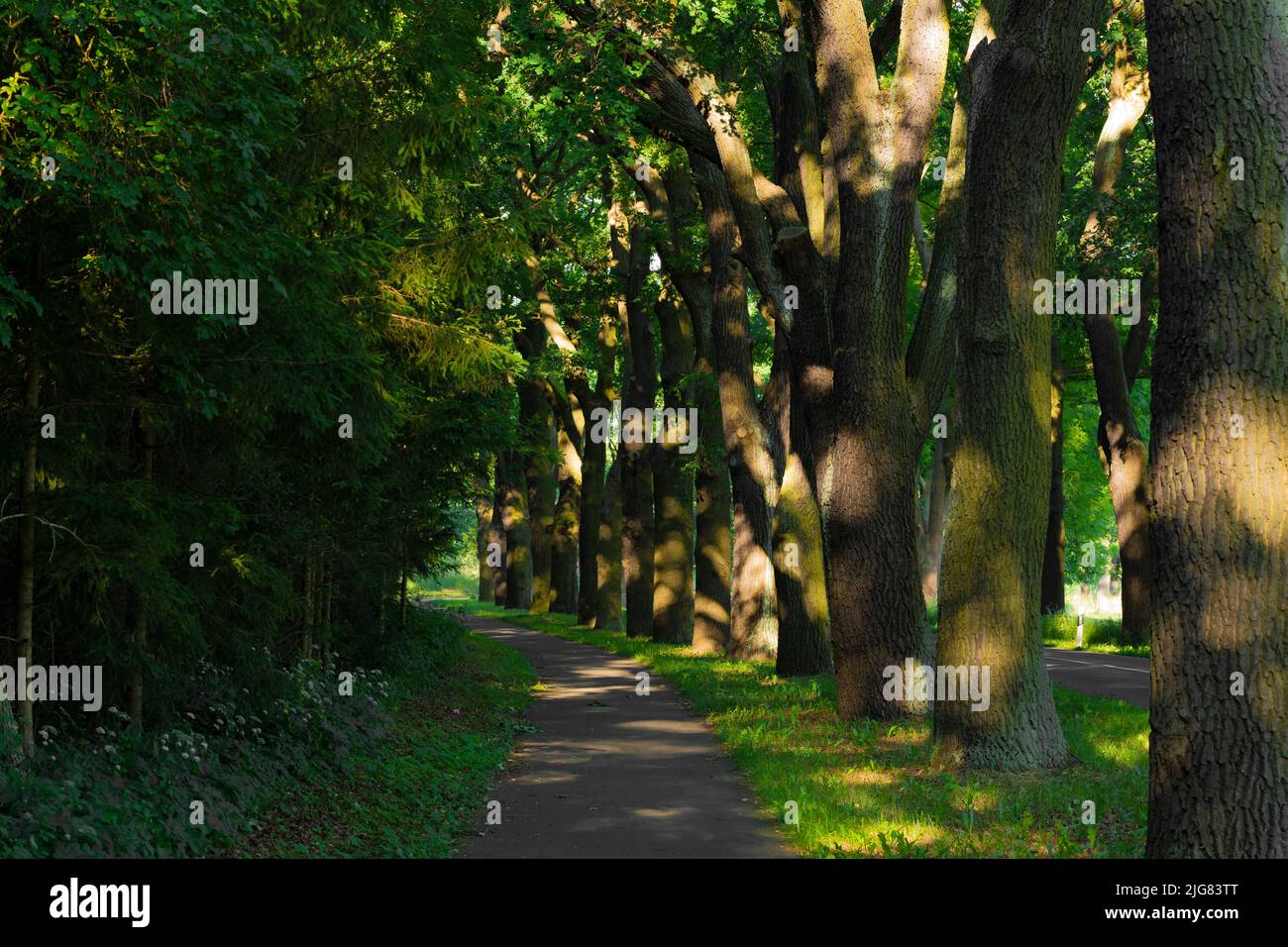 Percorso ciclabile in estate al mattino presto, bella luce e ombra, grandi querce lungo il percorso Foto Stock