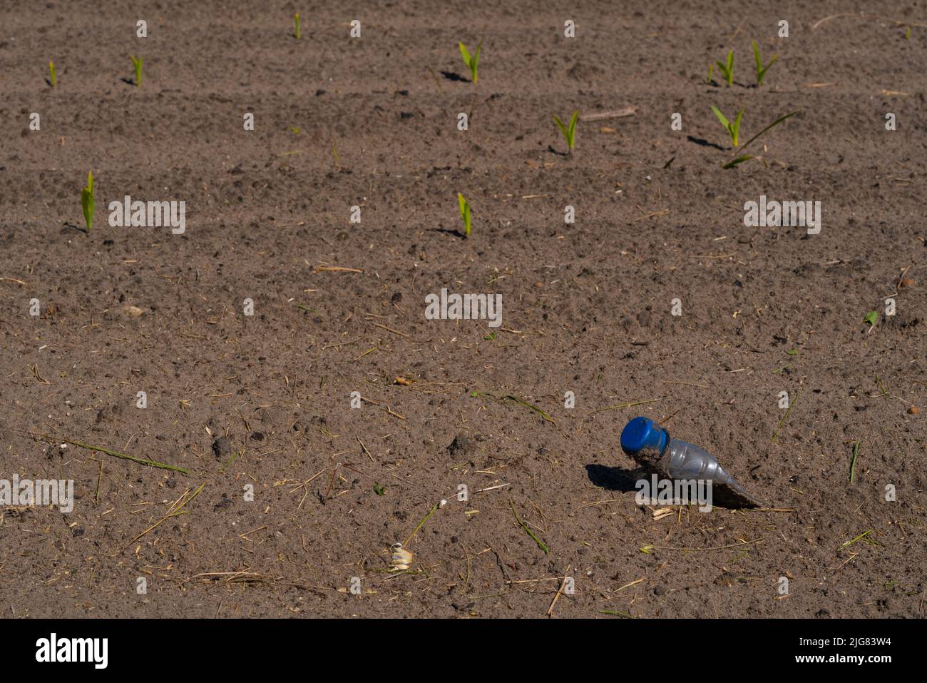 Inquinamento, bottiglia di plastica in un campo di mais, piante di mais molto piccole e fresche sullo sfondo, profondità di campo poco profonda Foto Stock