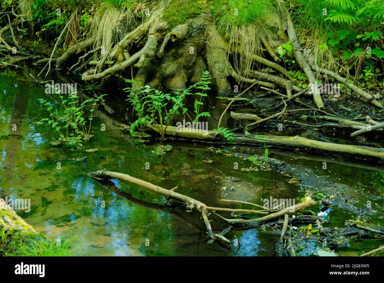Piccolo fiume nella foresta, scarsità d'acqua a causa di ondate di calore causate dal cambiamento climatico, profondità di campo poco profonda, bokeh morbido Foto Stock