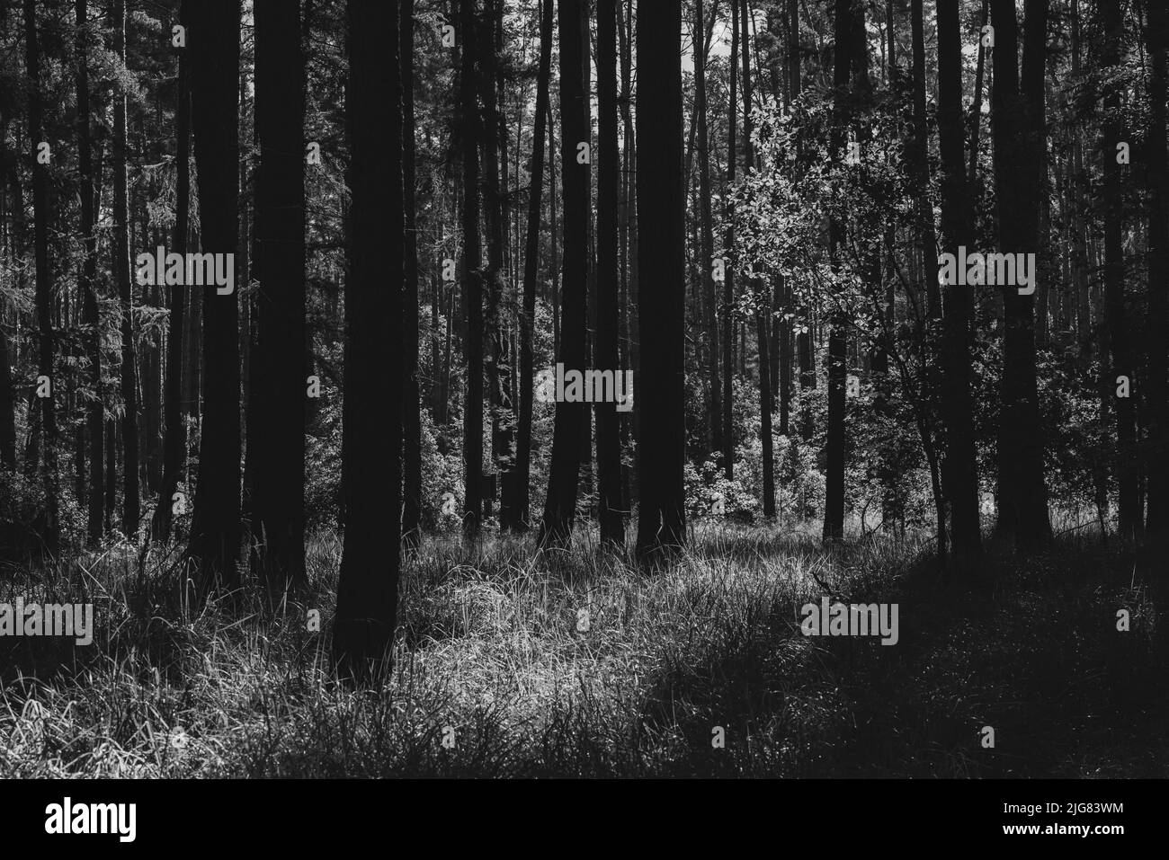 foresta in estate, terreno coperto di erba selvaggia, nero e bianco retro look Foto Stock