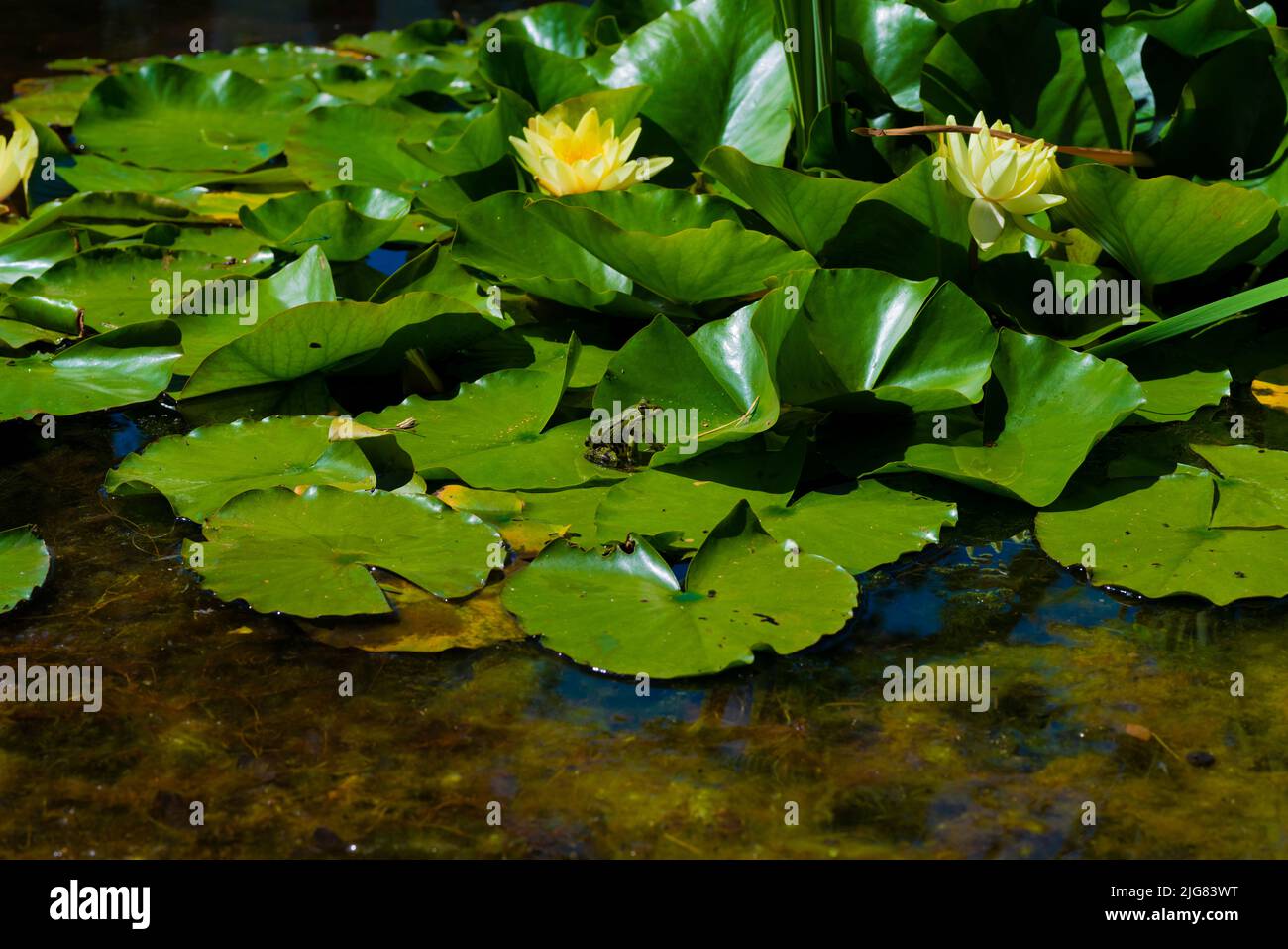 Fiori di giglio d'acqua con foglie verdi in un laghetto, una rana verde seduta al sole su una foglia Foto Stock