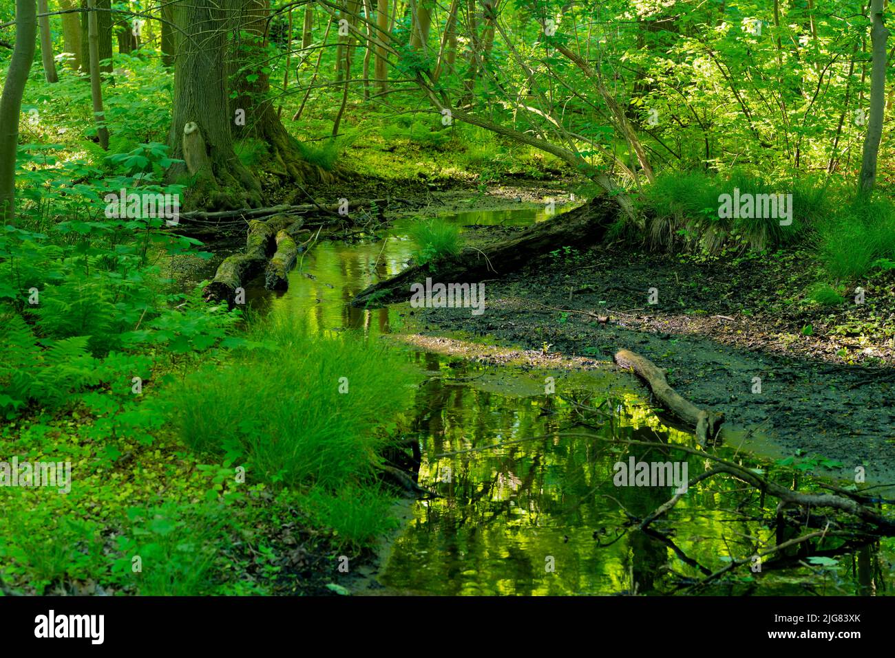 Piccolo fiume nella foresta, scarsità d'acqua a causa di ondate di calore causate dal cambiamento climatico, profondità di campo poco profonda, bokeh morbido Foto Stock