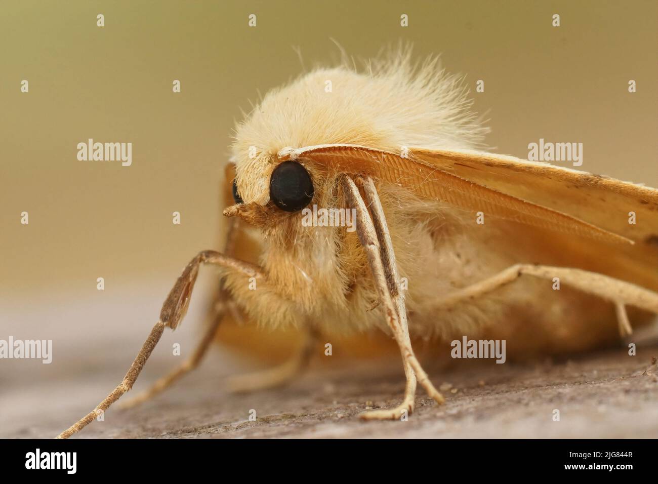 Primo piano del viso sulla falda di quercia, Crocallis elinguaria, seduta sul giardino in legno Foto Stock