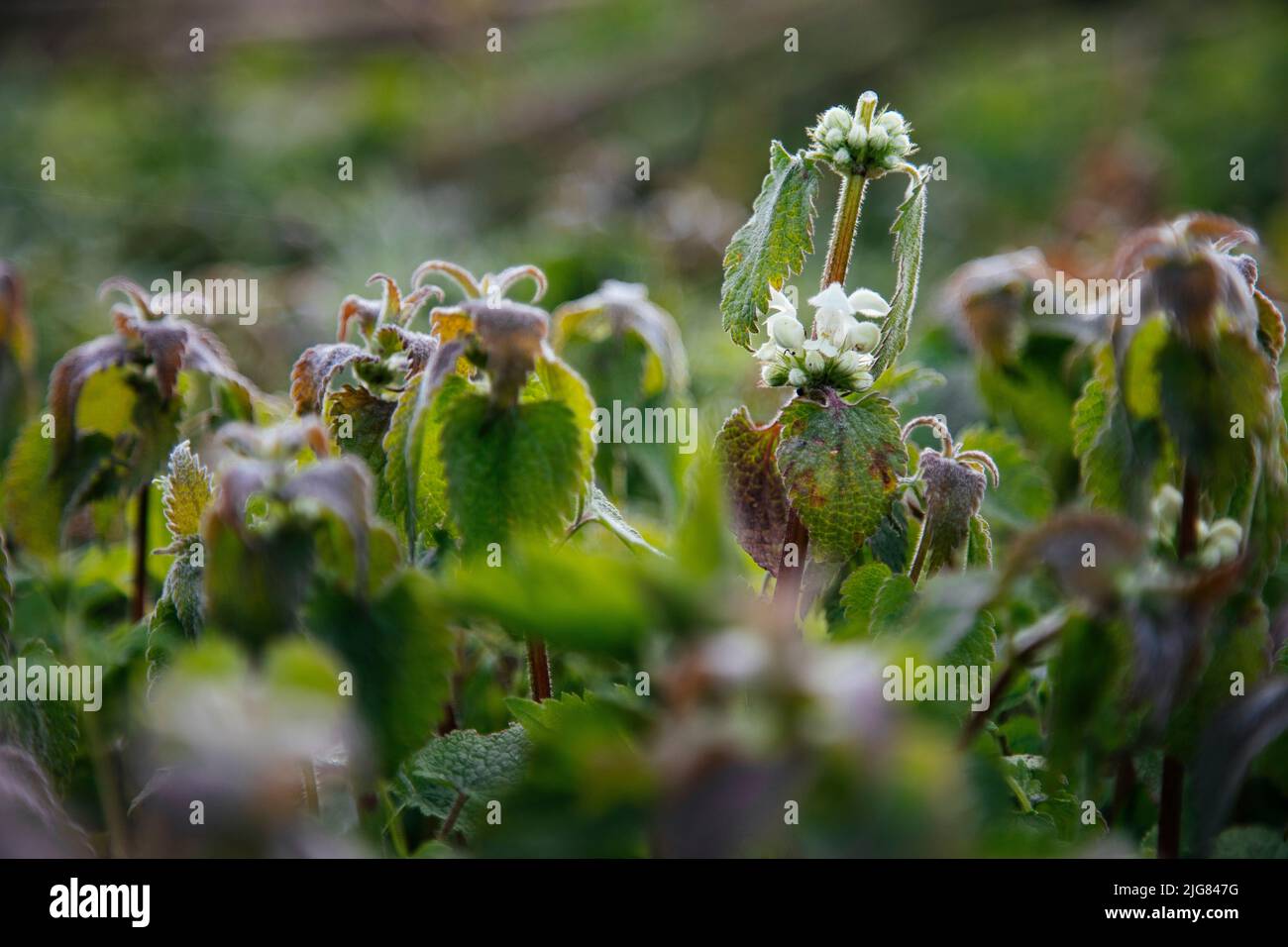 Prato, ortica dorata, sfocatura, dettaglio Foto Stock