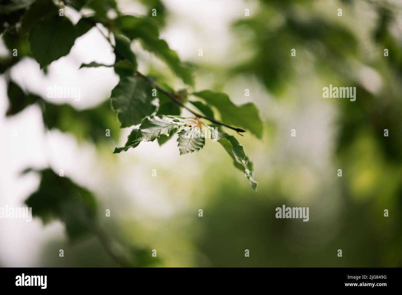 Albero deciduo, ramo, ramoscello, foglie, dettaglio Foto Stock