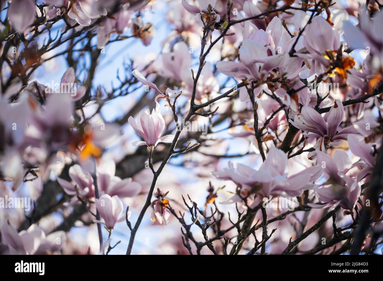 Magnolia, dettaglio, rami, fiori Foto Stock