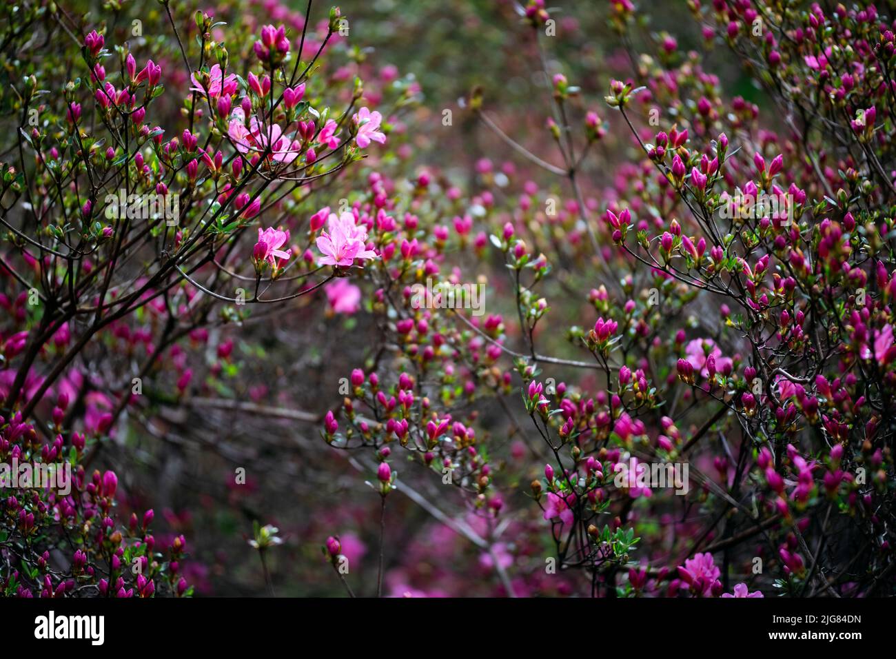 Azalea, fiore, dettaglio Foto Stock