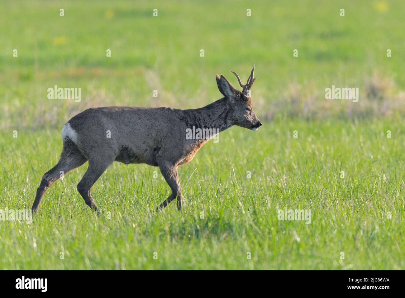 Roebuck (Capreolus capreolus) in un prato, primavera, aprile, Assia, Germania, Europa Foto Stock