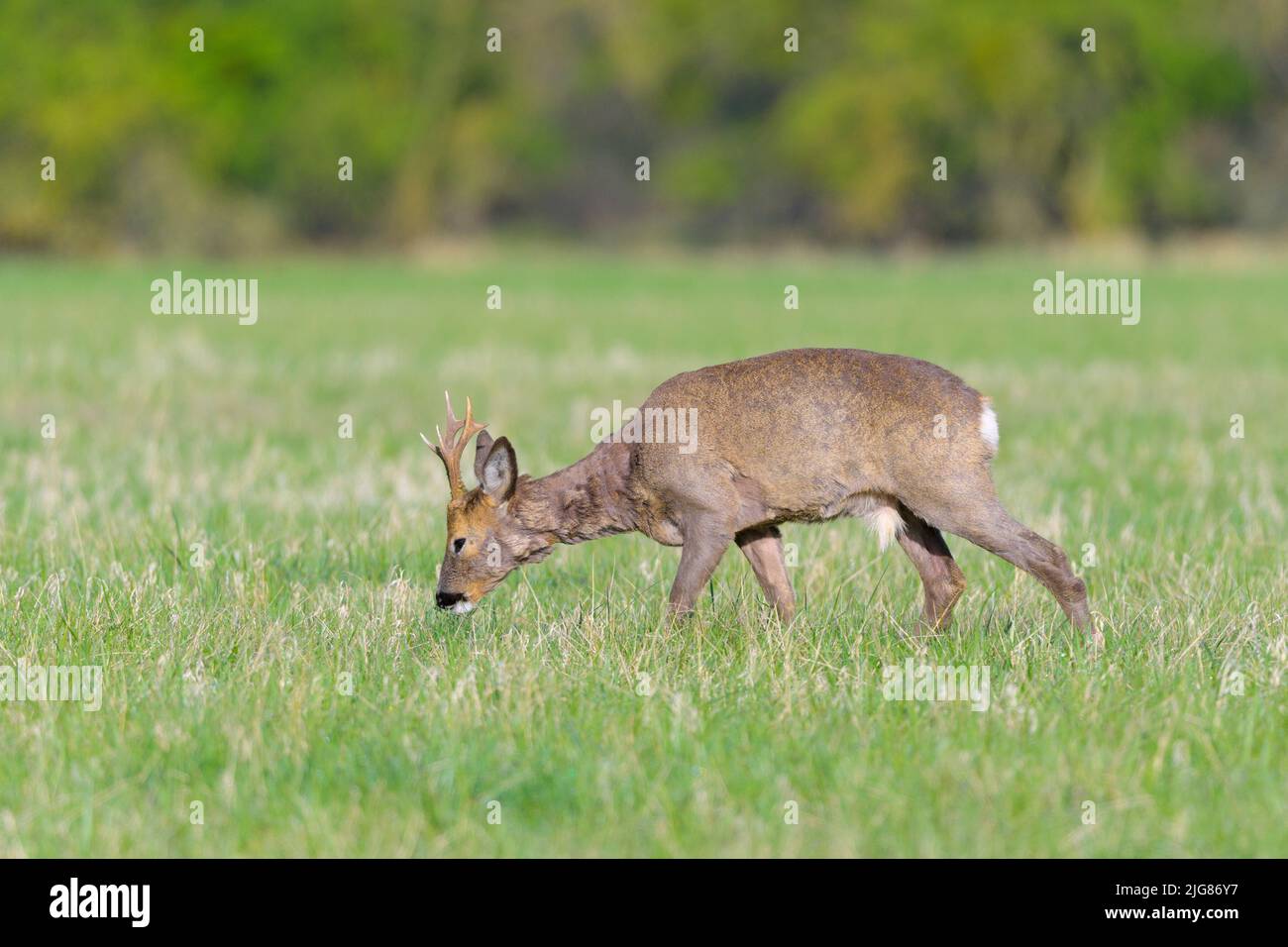 Roebuck (Capreolus capreolus) in un prato, primavera, aprile, Assia, Germania, Europa Foto Stock