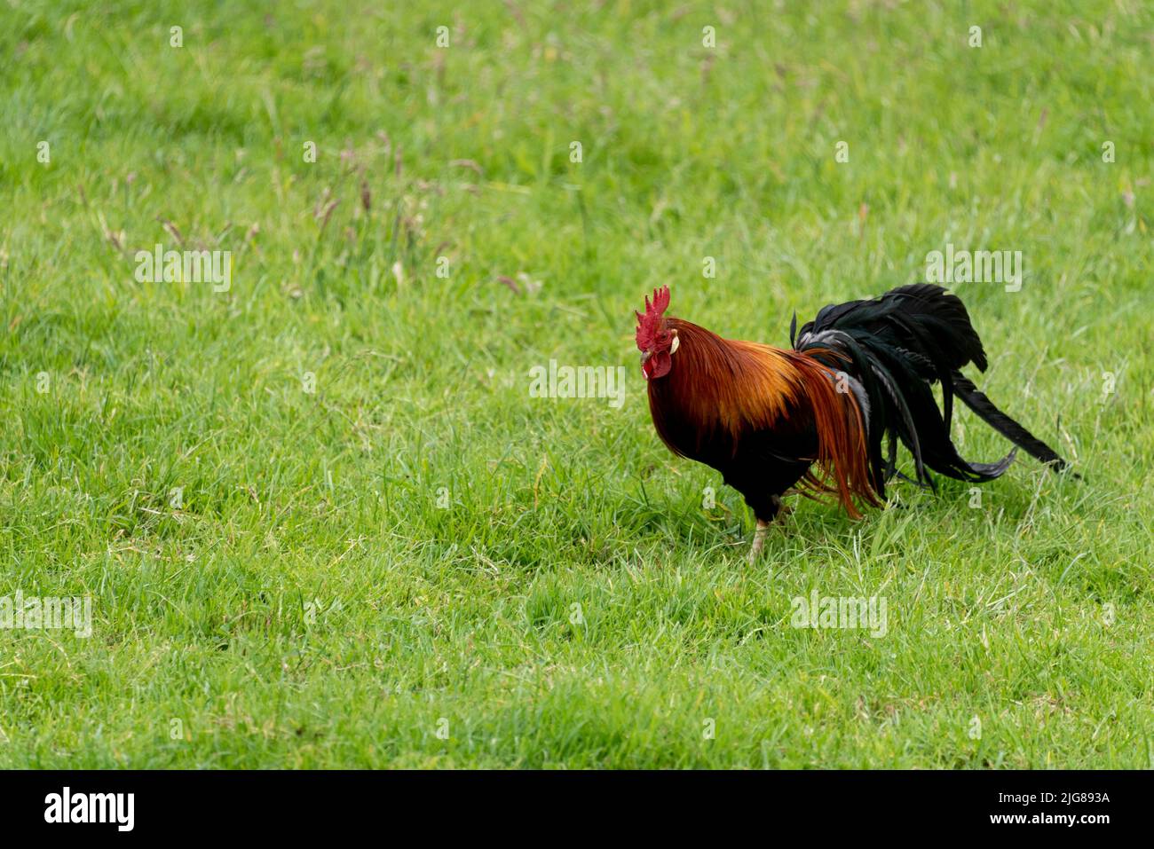Un orgoglioso gallo attraversa un prato, la penisola di Marken, Noord-Holland, Paesi Bassi Foto Stock