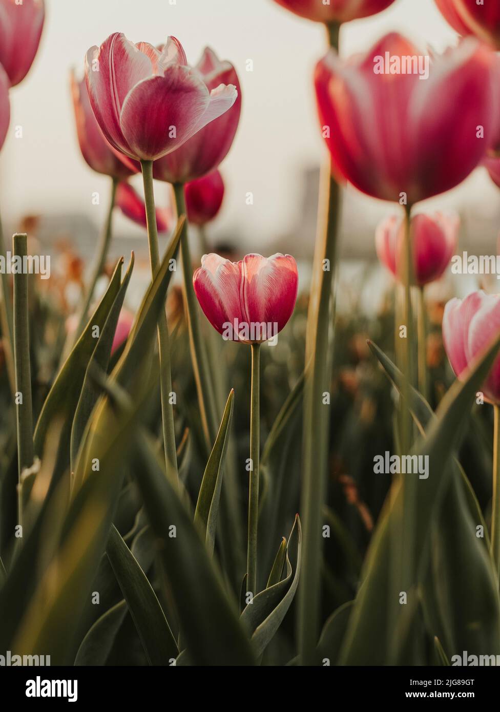 Un primo piano di tulipani rosa in un campo al tramonto Foto Stock