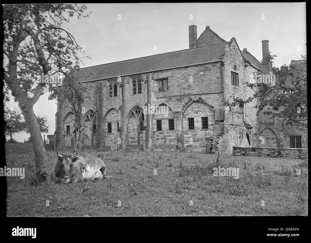 Muchelney Abbey, Abbot's House, Muchelney, South Somerset, Somerset, 1939. Vista esterna che mostra l'elevazione a nord della Casa dell'Abate all'Abbazia di Muchelney, con una mucca che giace sotto un albero in primo piano. Foto Stock