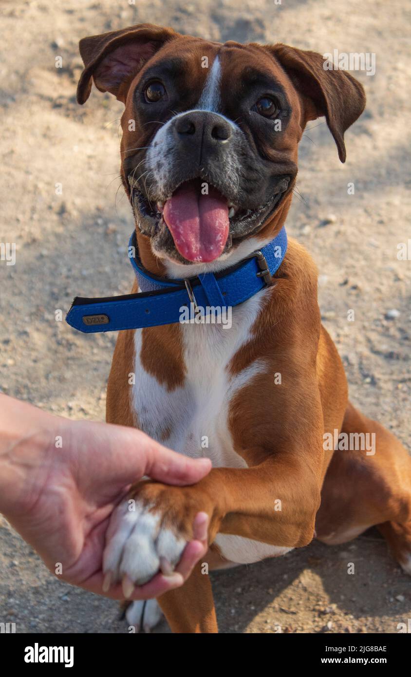 Fotografia di un cane razza Boxer che attacca la sua lingua e che dà la sua zampa. Foto Stock