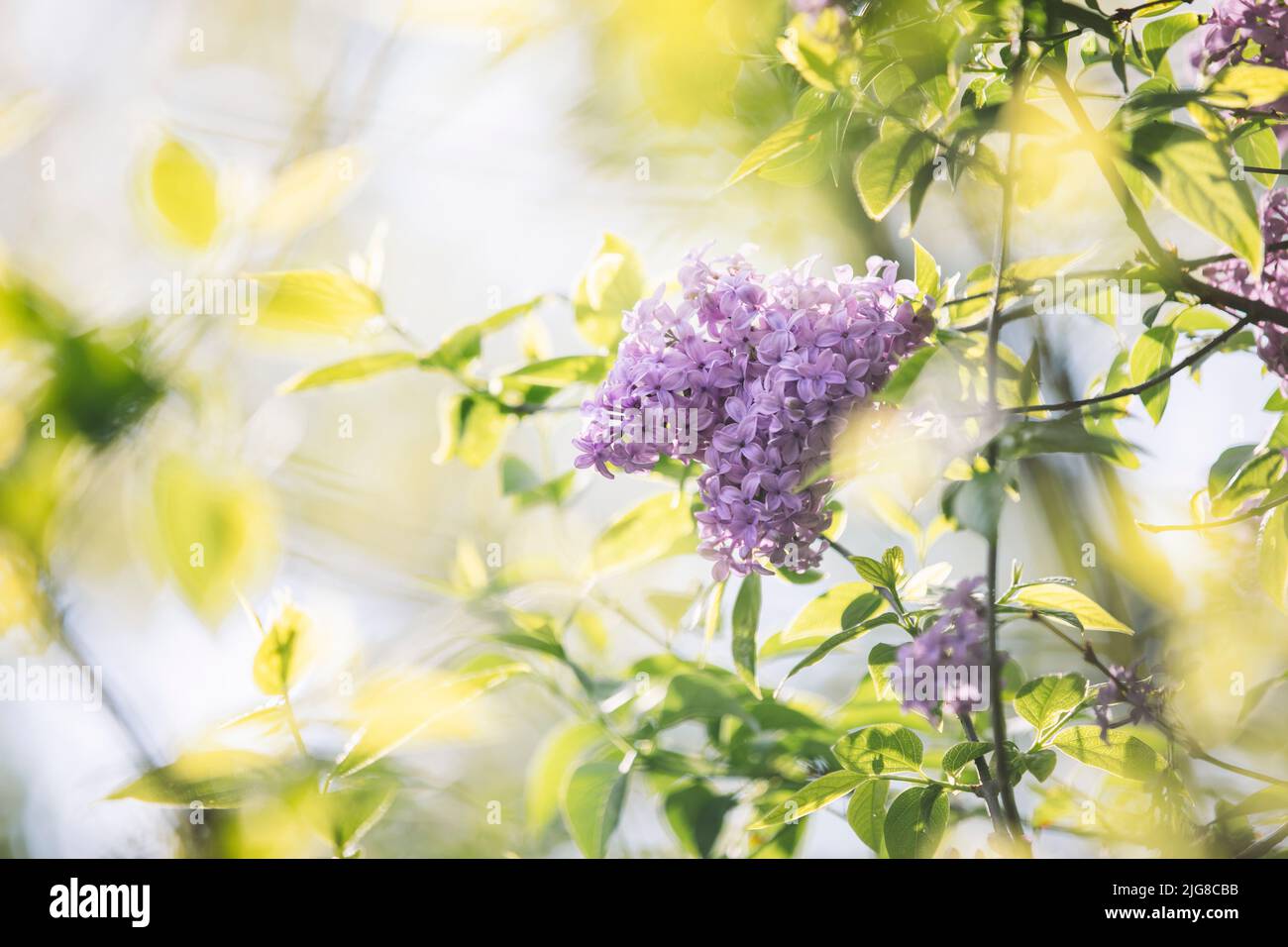 Lilla, fiori, viola, dettaglio, sfocatura Foto Stock