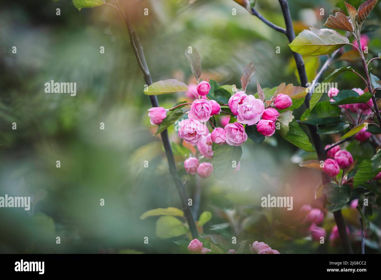 Rosa, fiori rosa, dettaglio, sfocatura Foto Stock