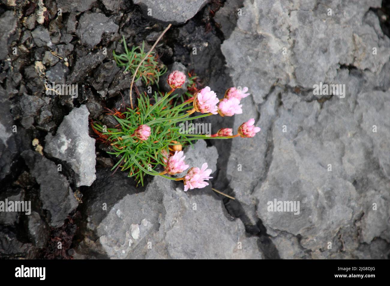 Garofano da spiaggia (Armeria maritima) su roccia, Irlanda, Isole britanniche, Europa Foto Stock