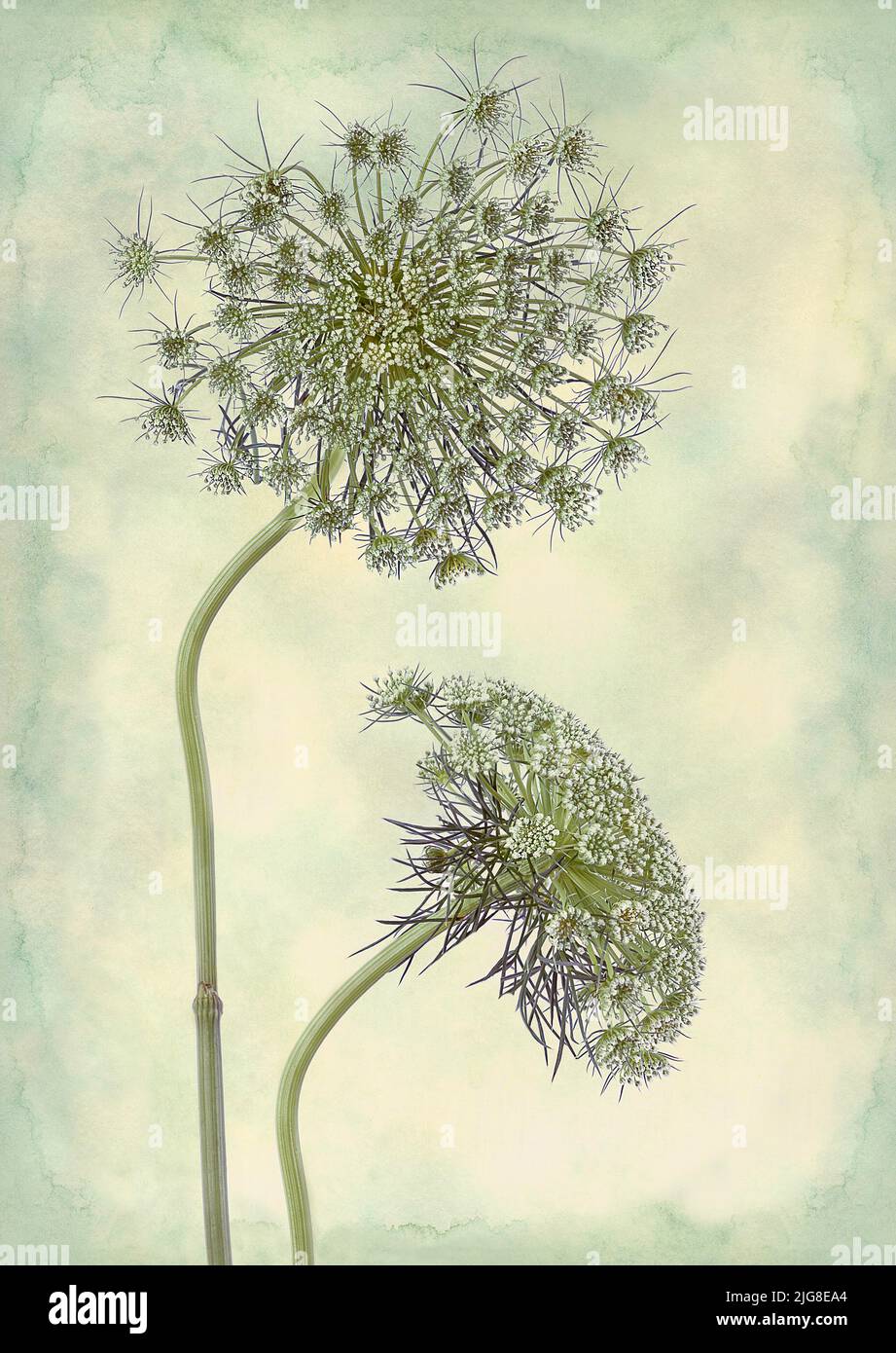 Foto creativa del prezzemolo di mucca (Anthriscus Sylvestris) con texture Foto Stock