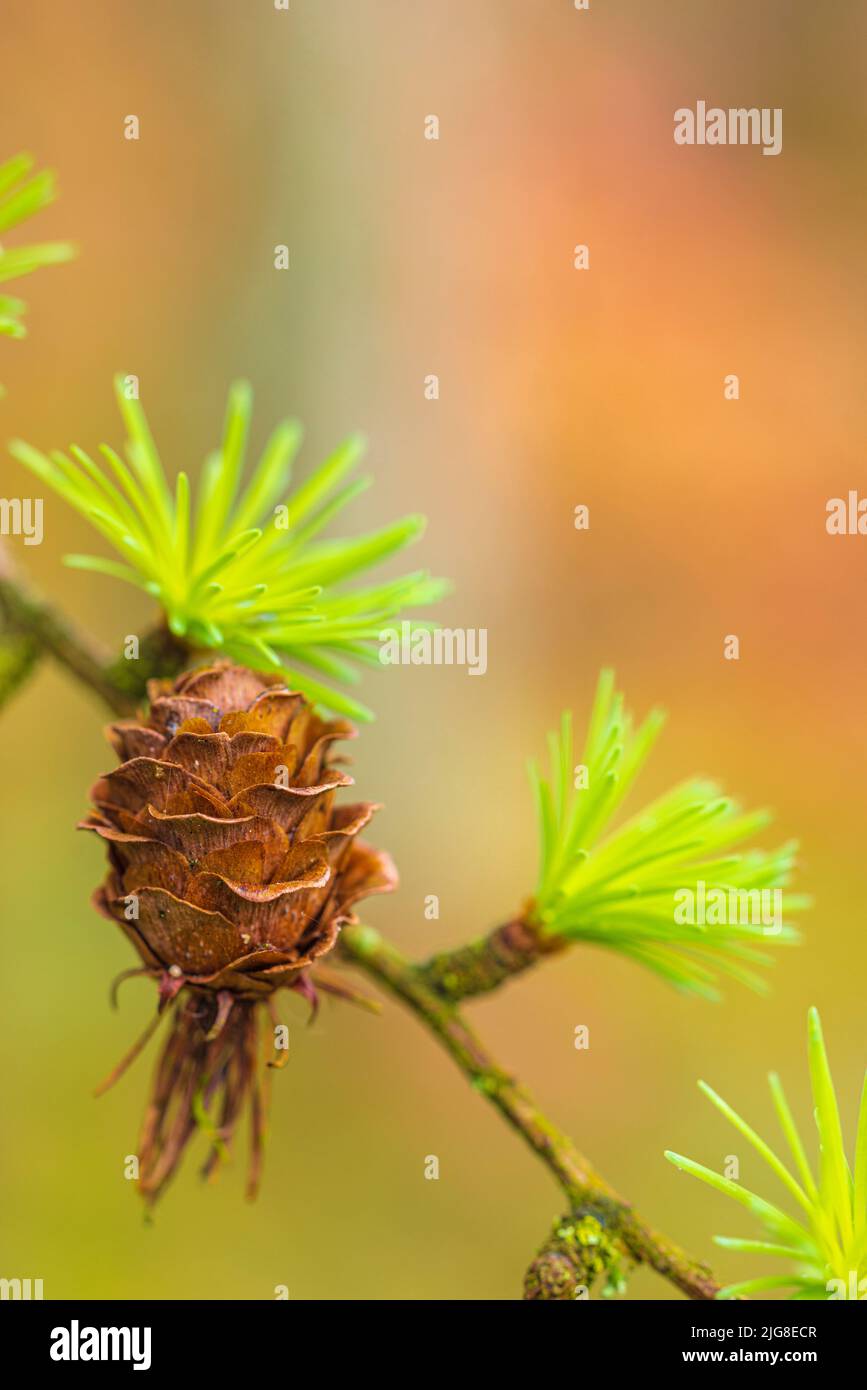 Cono di larice con vegetazione verde fresca Foto Stock