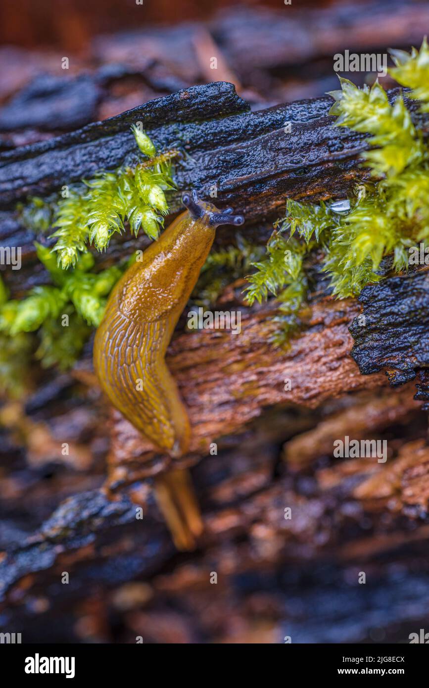 Slug spagnolo (Arion vulgaris) sul pavimento della foresta Foto Stock