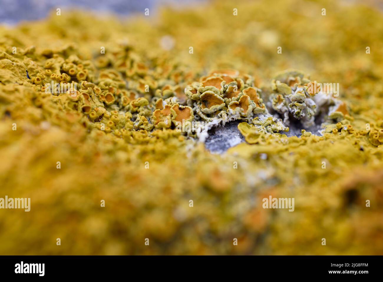 Lichen giallo, lichen giallo comune, lichen, pietra, Xantoria parietina Foto Stock