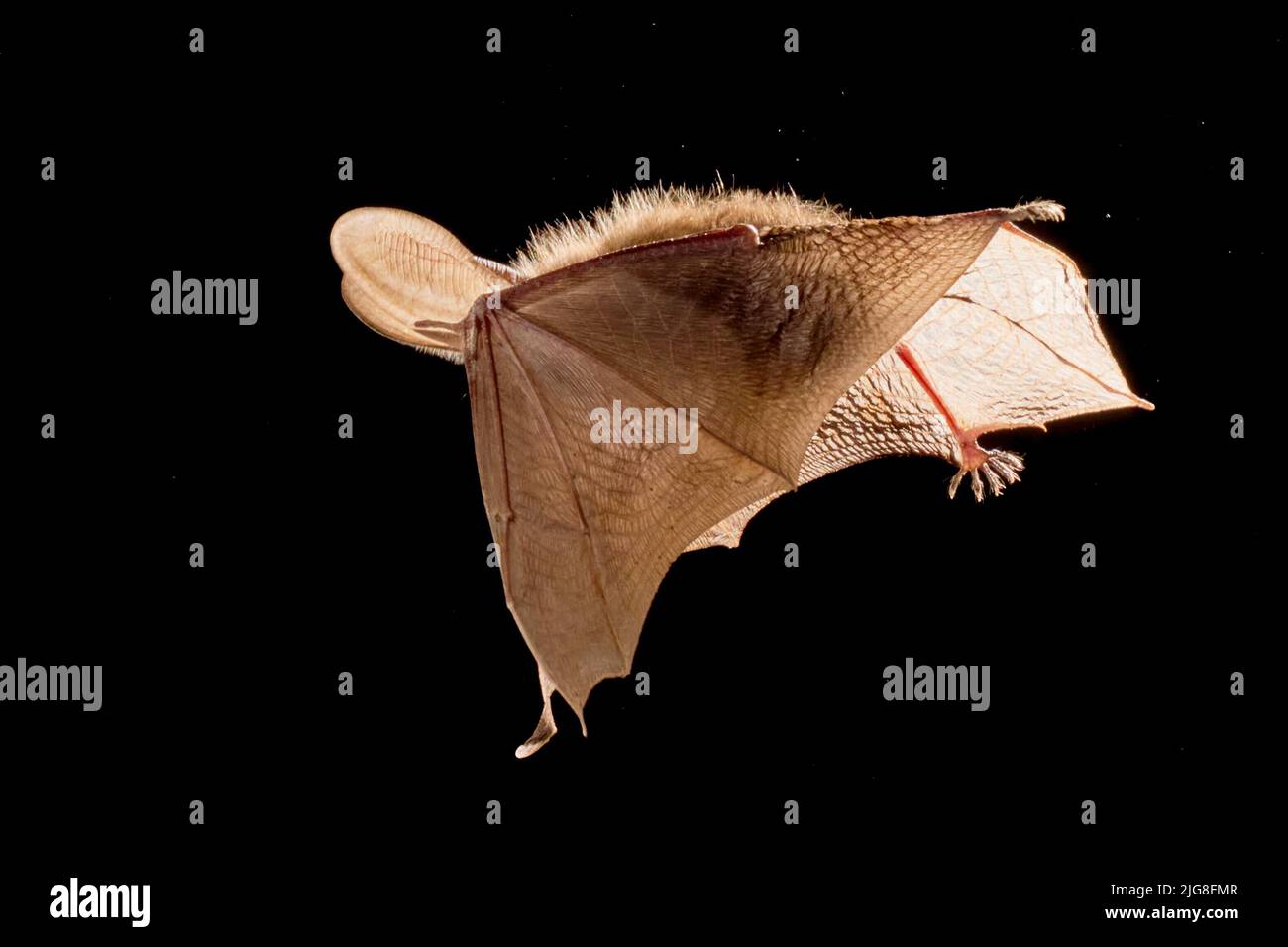 Pipistrello Foto Stock