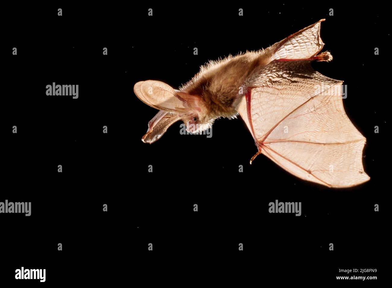 Pipistrello Foto Stock