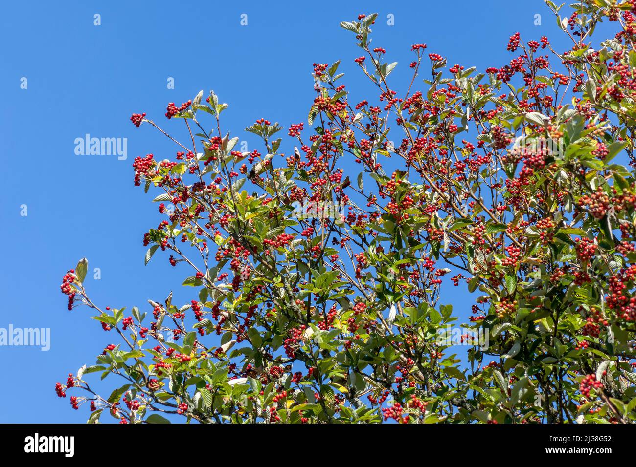 Comune dewberry anche comune dewberry Foto Stock