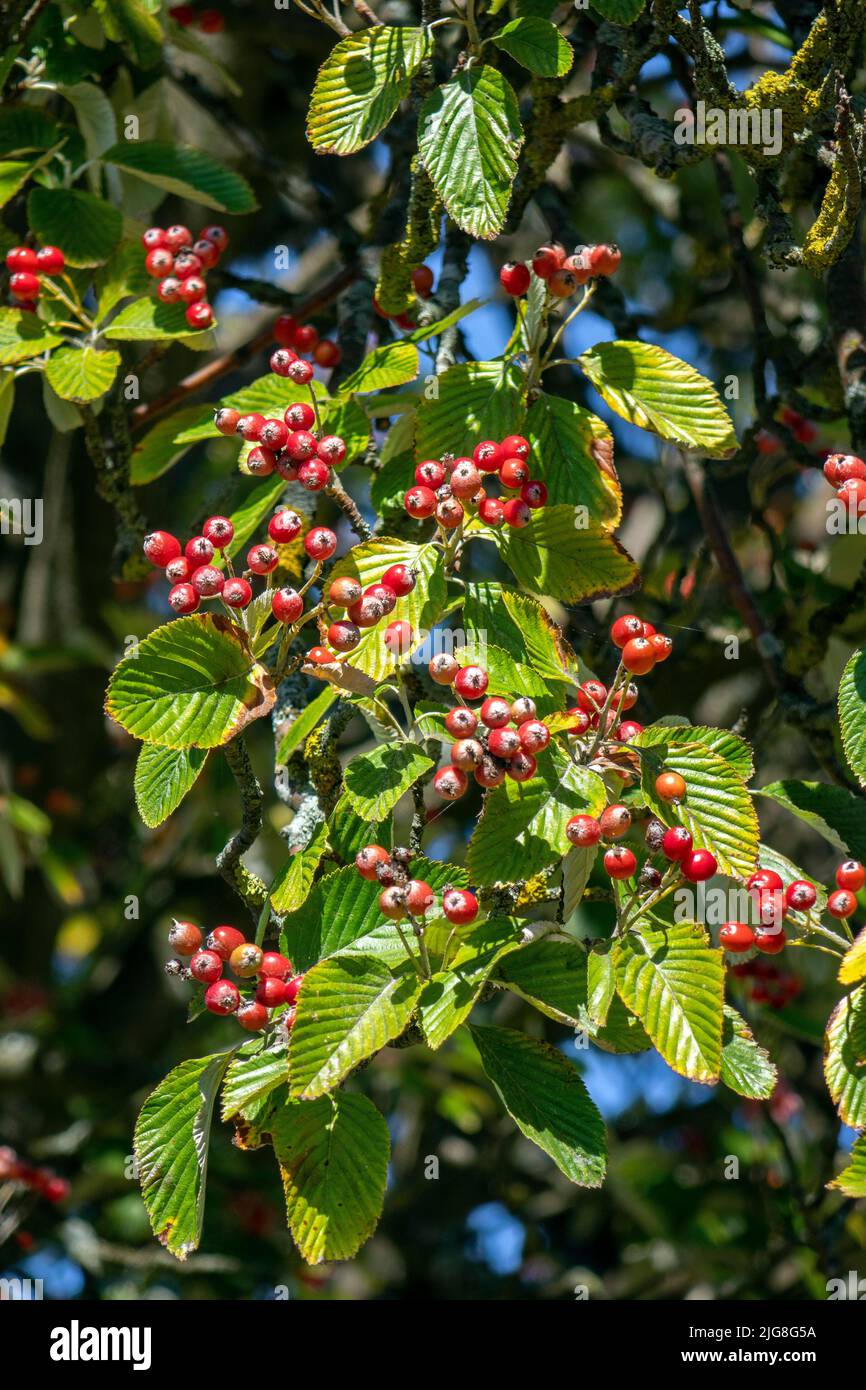 Comune dewberry anche comune dewberry Foto Stock