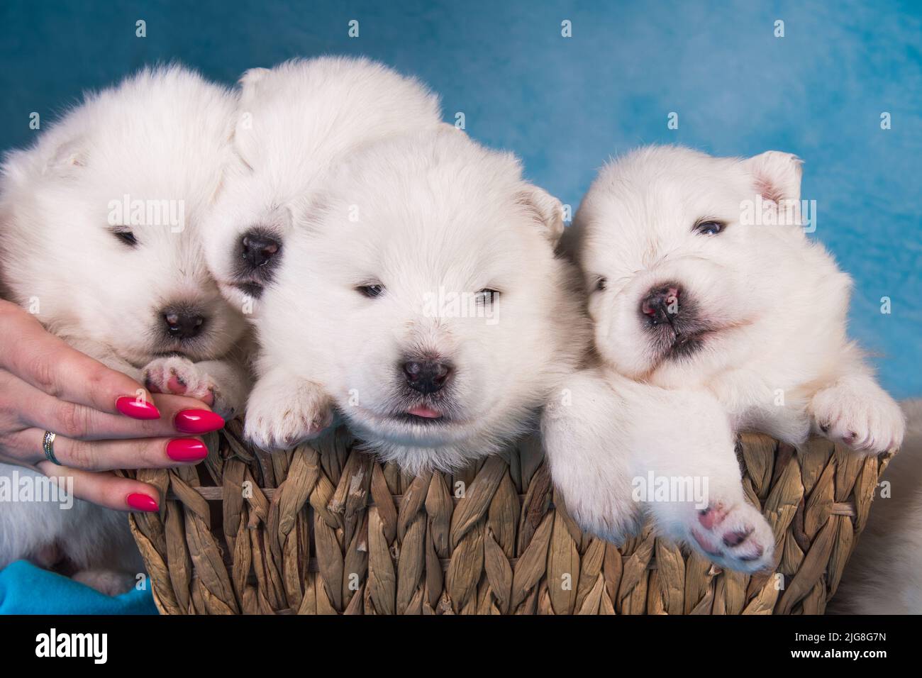 Quattro piccoli un mese di età carino bianco Samoyed cuccioli cani in una  scatola regalo Foto stock - Alamy