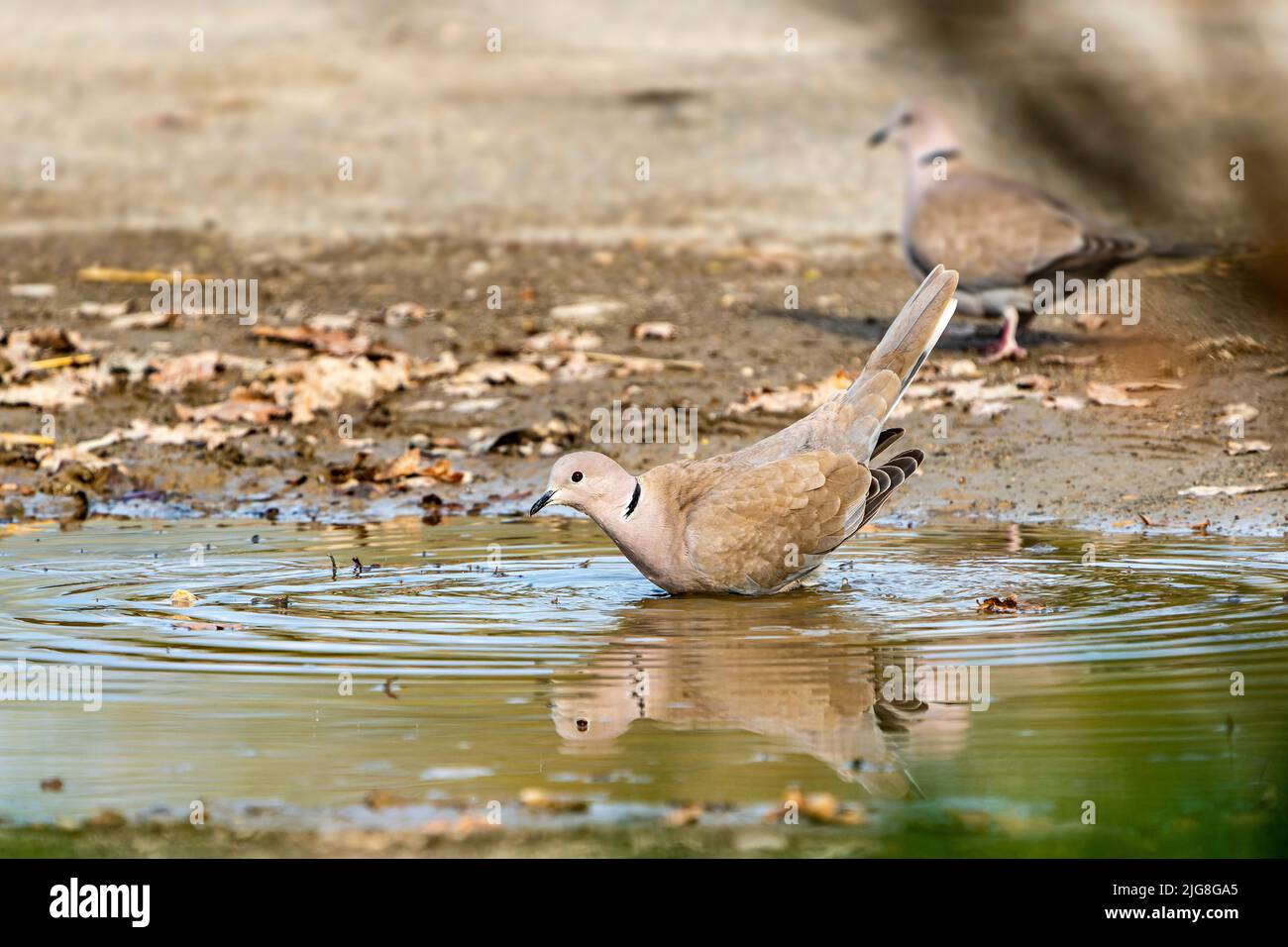 Bagno di piccione di tacchino Foto Stock