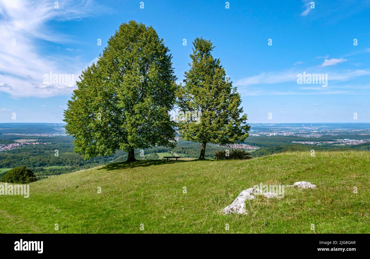 Due alberi di lime all'Albtrauf sul Jusi. Foto Stock
