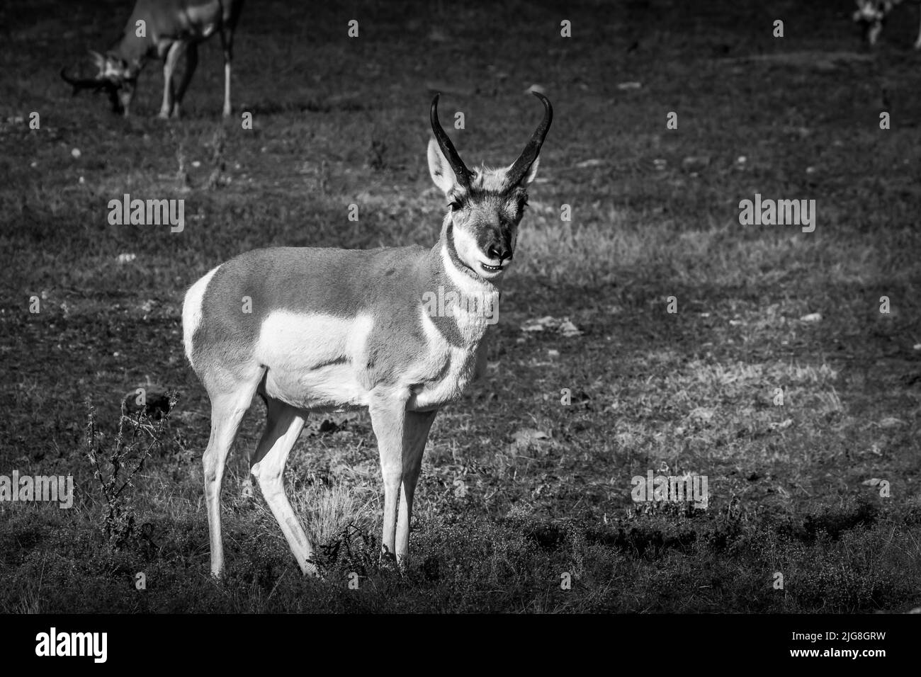 Pronghorn Buck Nero e Bianco Foto Stock