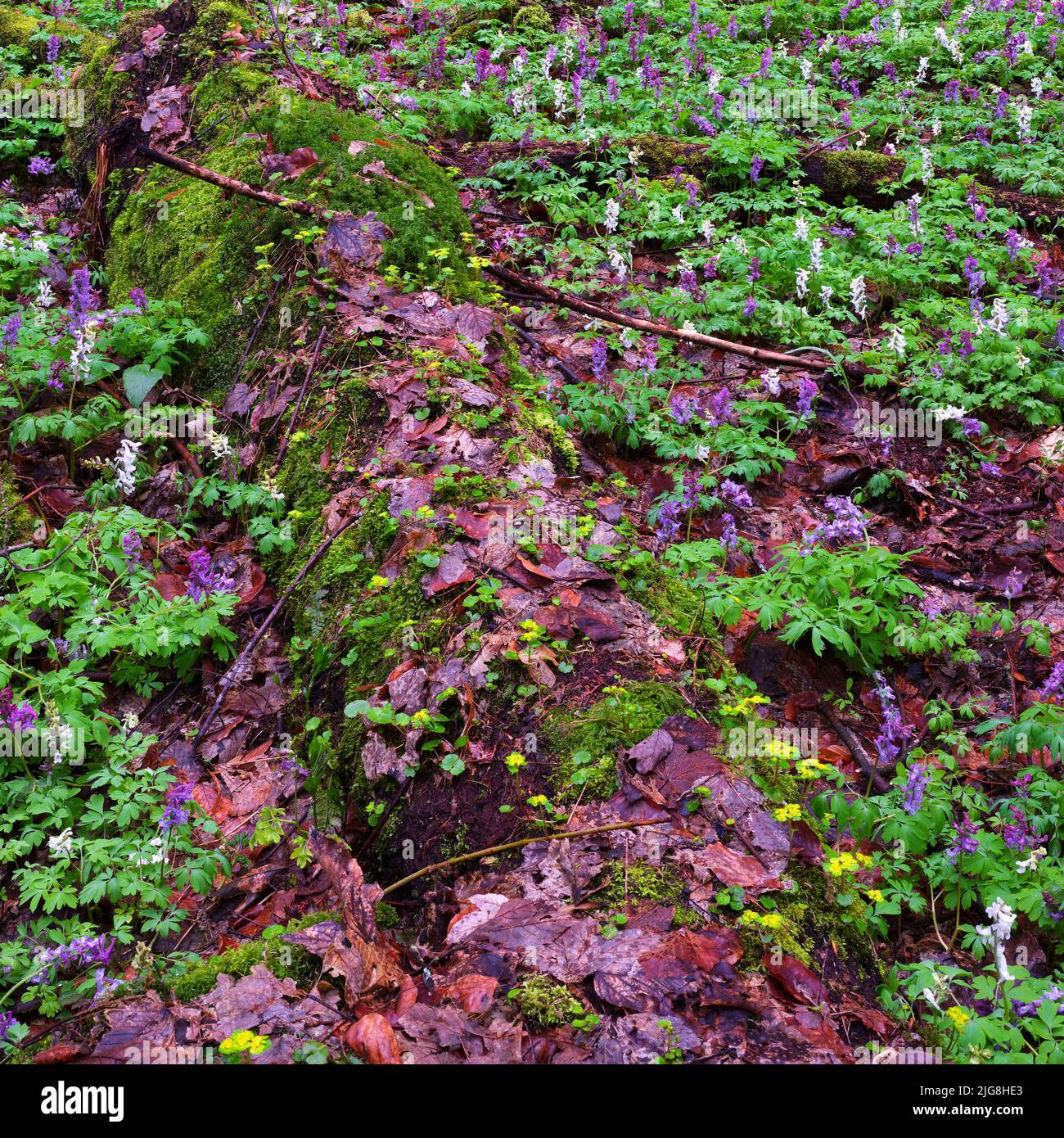 Europa, Germania, Assia, Westerwald, Lahn-Dill-Bergland, Geopark Westerwald-Lahn-Taunus, Lahn-Dill-Kreis, Westerwaldsteig, Breitscheid, riserva naturale Gasseschlucht, Legno morto tra la fioritura di Hohlen Lerchensporn e Wechselblättrigem Milzkraut nella foresta di gola Foto Stock