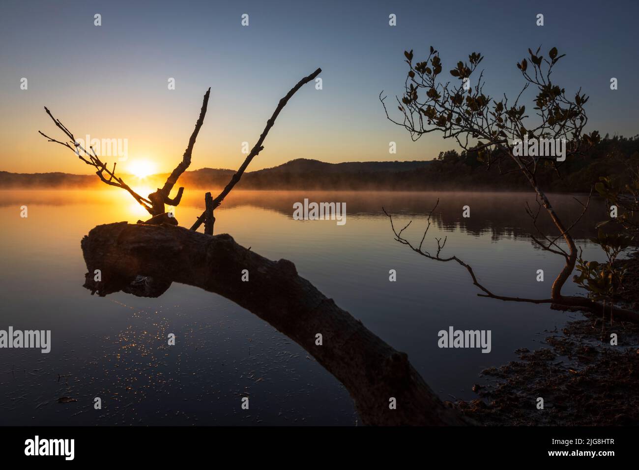 Alba sul lago con Silhouette albero in primo piano in Australia Foto Stock