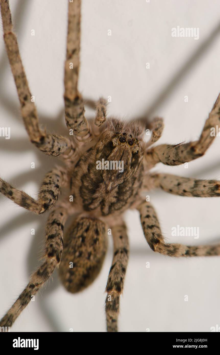 Imbuto tessitore Tegenaria sp. Su un muro. Agulo. La Gomera. Isole Canarie. Spagna. Foto Stock