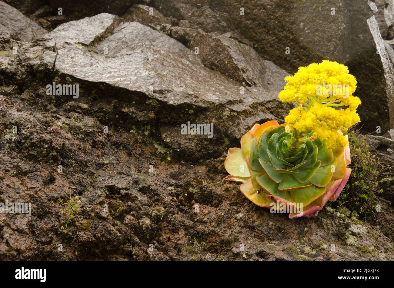 Pianta Aeonium aureum in fiore. Alajero. La Gomera. Isole Canarie. Spagna. Foto Stock