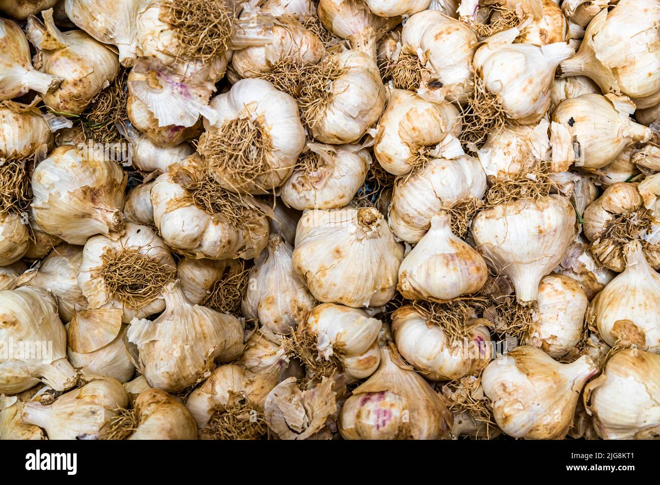 Produzione di aglio nero a Die, Francia Foto Stock
