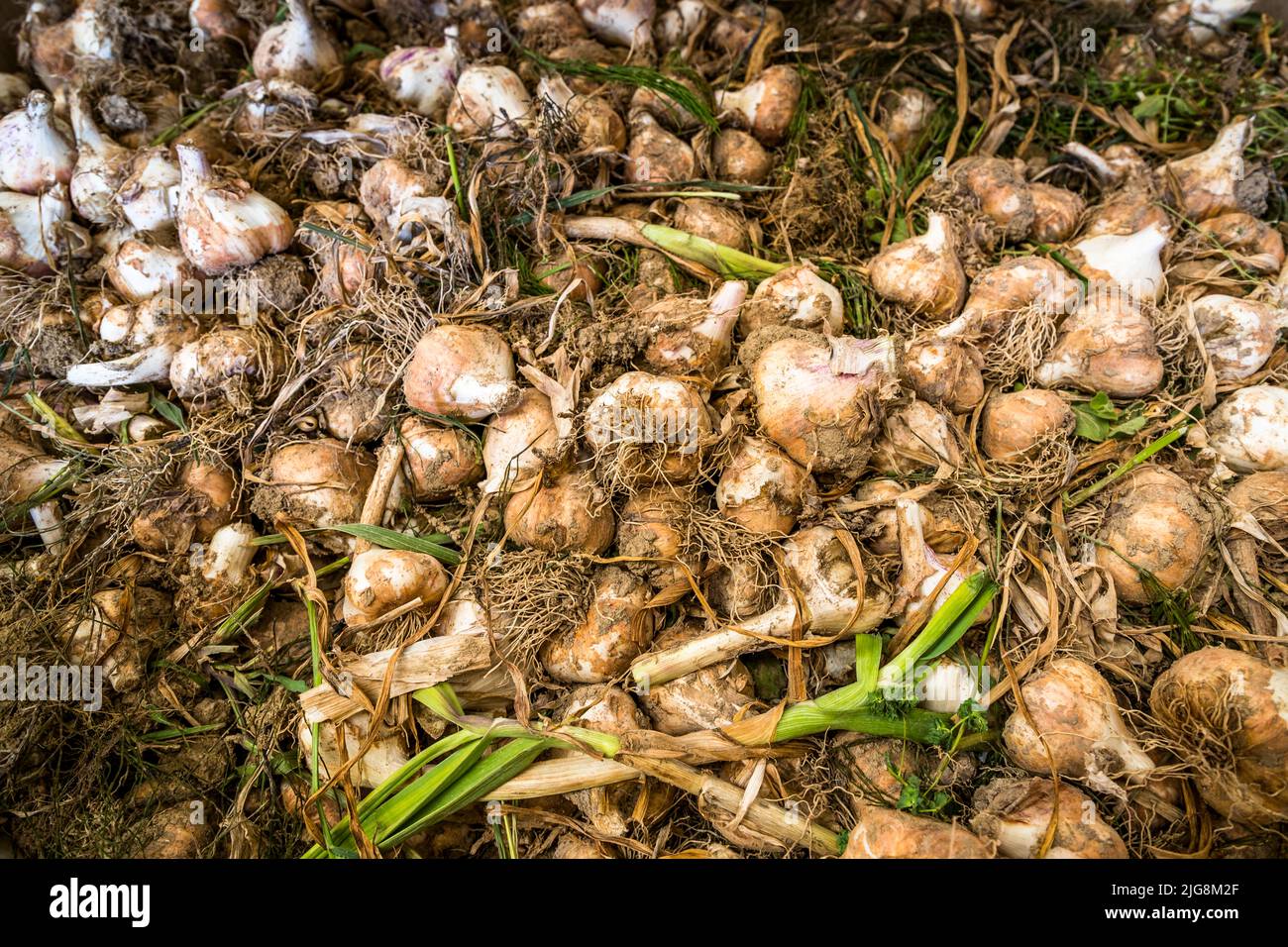 Produzione di aglio nero a Die, Francia Foto Stock