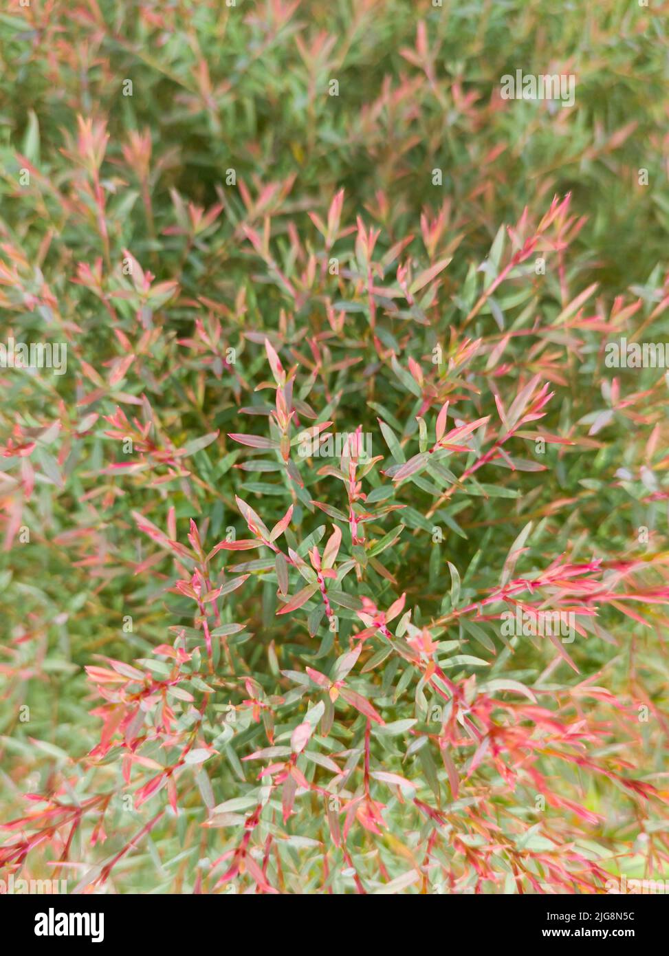 verde e rosso tropicale foglie di sfondo texture, carta da parati naturale, preso in profondità poco profonda di campo, sfondo naturale sfocato Foto Stock