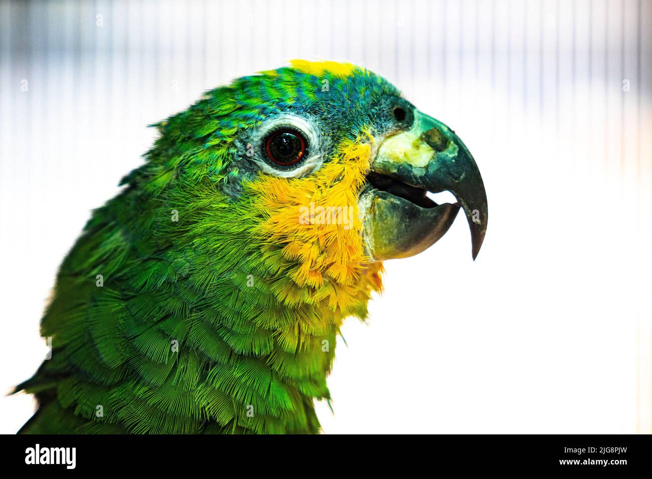 Un primo colpo di una testa di pappagallo giallo verde brillante Foto Stock
