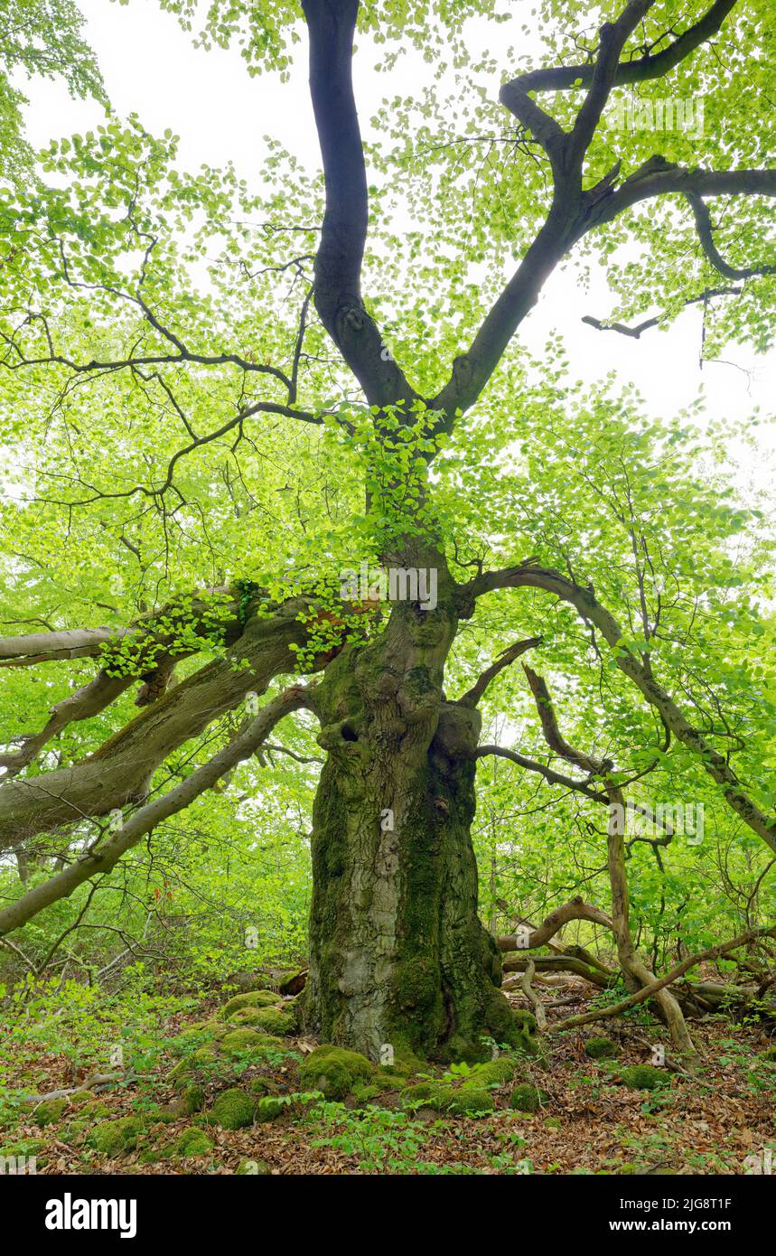 Europa, Germania, Assia, Nord Assia, Parco Naturale Kellerwald-Edersee, Bad-Wildungen, foresta, Hutewald Halloh, bestiame e pascolo, albero, Faggio, Fago, forma di albero, 200 a 300 anni, monumento culturale, monumento naturale, verde, retroilluminazione, molla Foto Stock