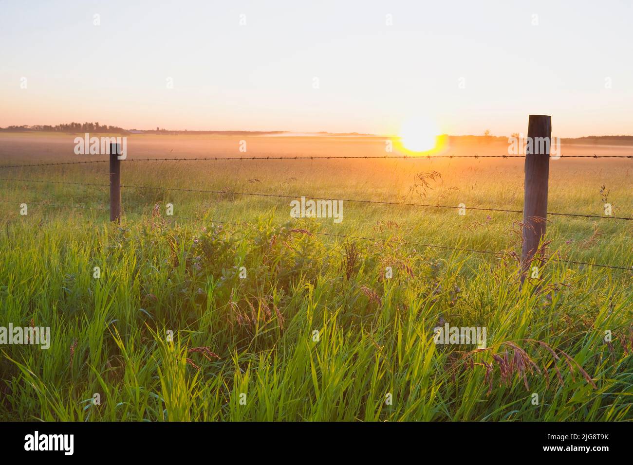 Filo spinato e campo di Sunrise vicino a Edmonton, Alberta, Canada Foto Stock