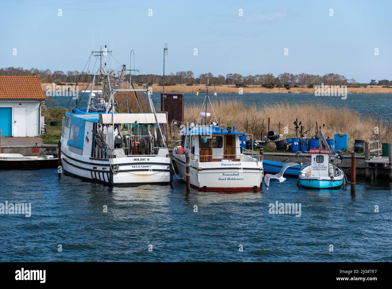 Barche da pesca ormeggiate nel porto di Neuendorf, isola di Hiddensee, Meclemburgo-Pomerania occidentale, Germania Foto Stock