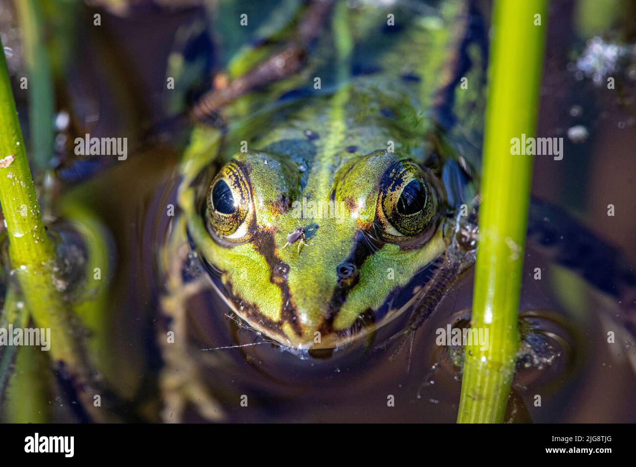 Piccola rana, laghetto rana (Pelophylax kl. Esculentus, Pelophylax esculentus, Rana esculenta) Schleswig-Holstein, Germania. Foto Stock