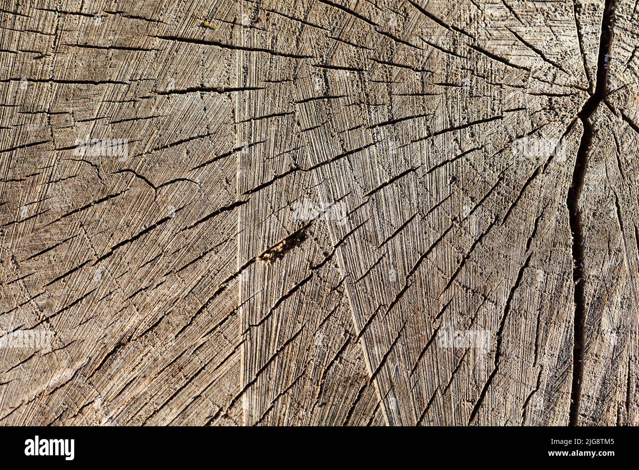 Sezione trasversale del vecchio tronco di albero con crepe Foto Stock