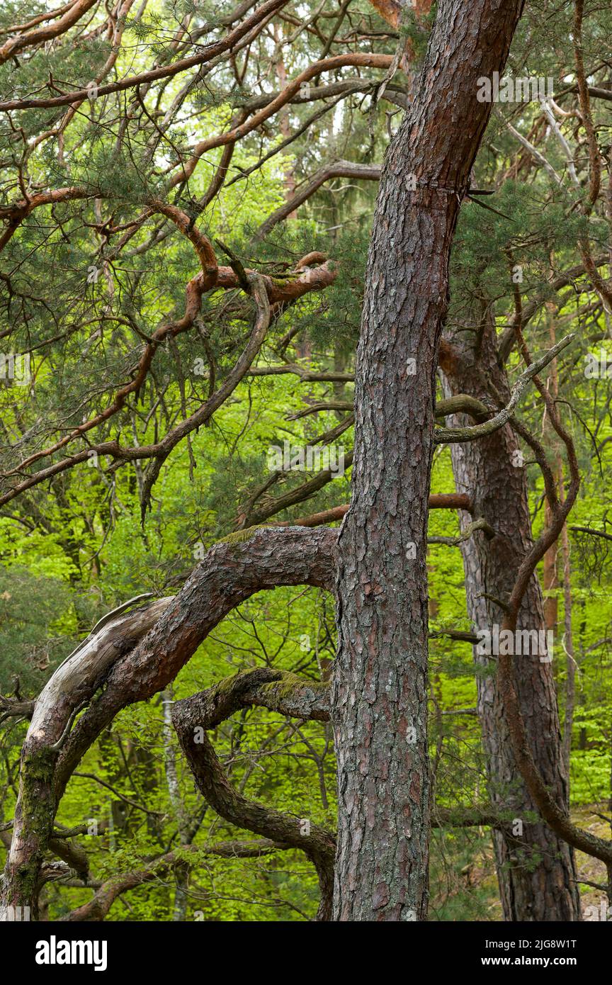 Pino scozzese con rami coltivati a spirale, Parco Naturale di Pfälzerwald, Riserva della Biosfera di Pfälzerwald-Nordvogesen, Germania, Renania-Palatinato Foto Stock