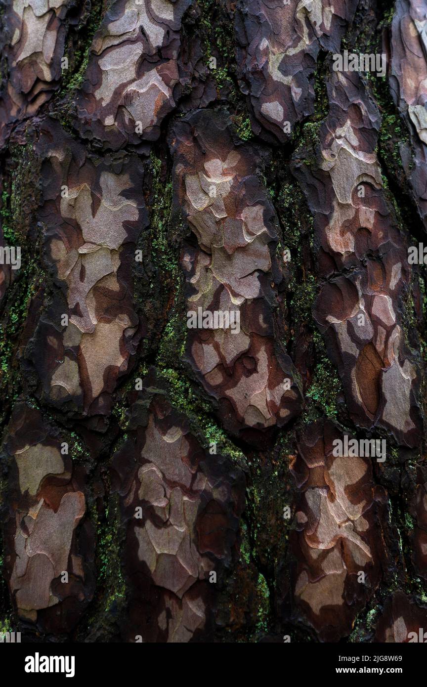 Corteccia di pino scozzese, effetto chiaro-scuro a causa dell'umidità, ricoperta di licheni, Parco Naturale di Pfälzerwald, Riserva della biosfera di Pfälzerwald-Nordvogesen, Germania, Renania-Palatinato Foto Stock